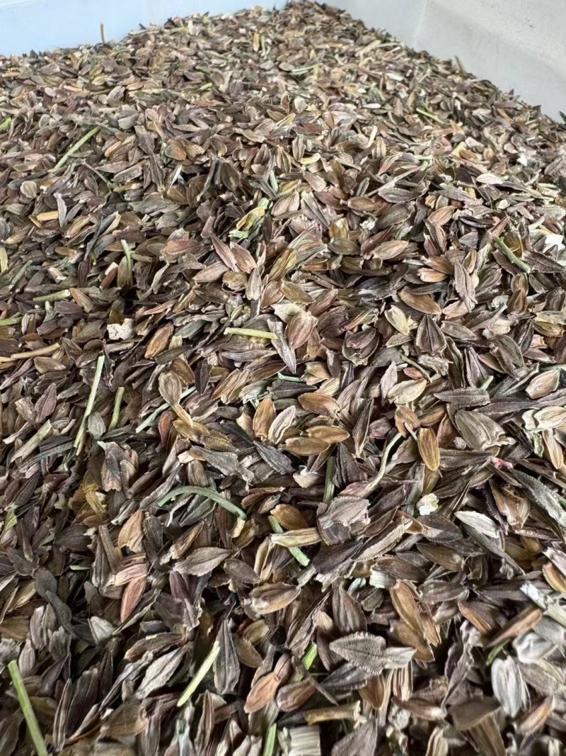 精品百日草种子四季开花易成活庭院花卉厂家货源发全国
