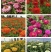精品百日草种子四季开花易成活庭院花卉厂家货源发全国