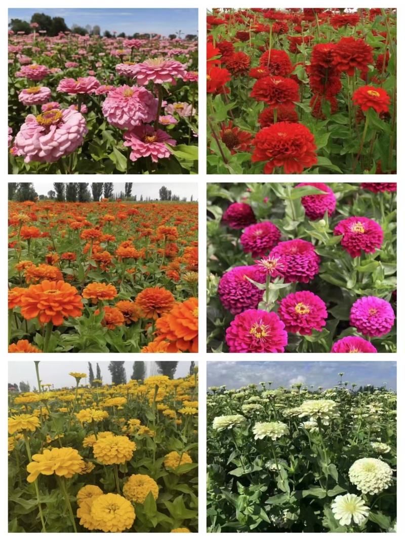 精品百日草种子四季开花易成活庭院花卉厂家货源发全国