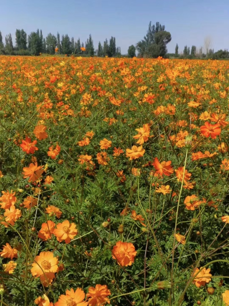 精品硫华菊种子四级易种易成活护坡花海庭院花卉欢迎咨询