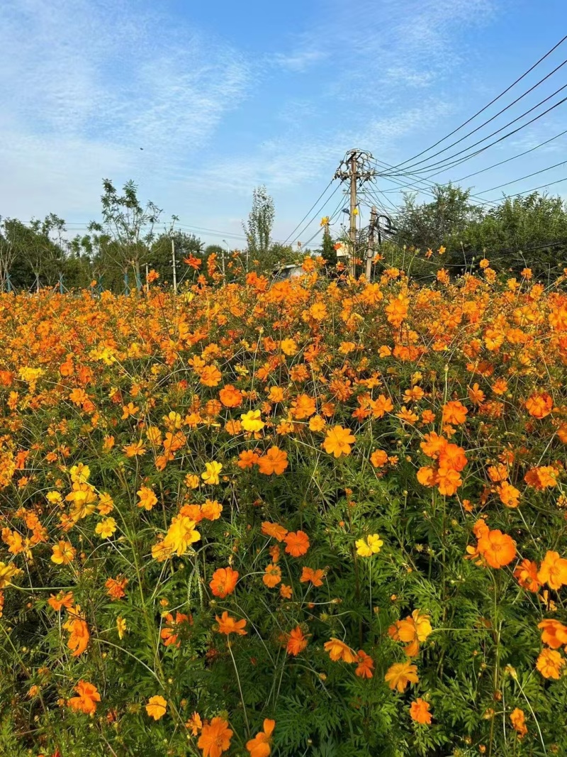 精品硫华菊种子四级易种易成活护坡花海庭院花卉欢迎咨询