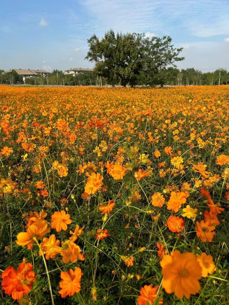 精品硫华菊种子四级易种易成活护坡花海庭院花卉欢迎咨询