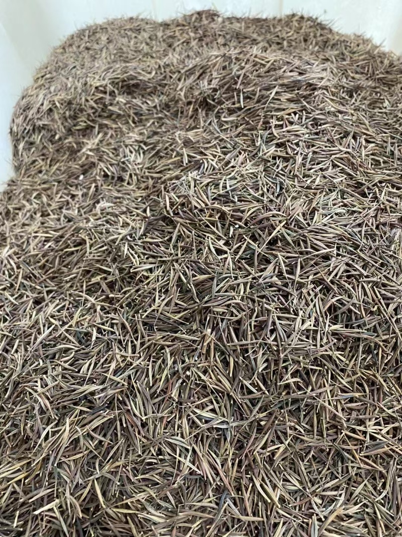精品硫华菊种子四级易种易成活护坡花海庭院花卉欢迎咨询