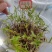 精品硫华菊种子四级易种易成活护坡花海庭院花卉欢迎咨询