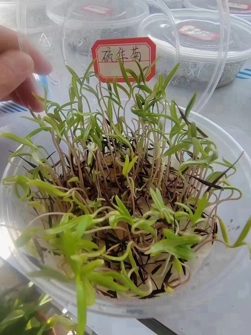 精品硫华菊种子四级易种易成活护坡花海庭院花卉欢迎咨询