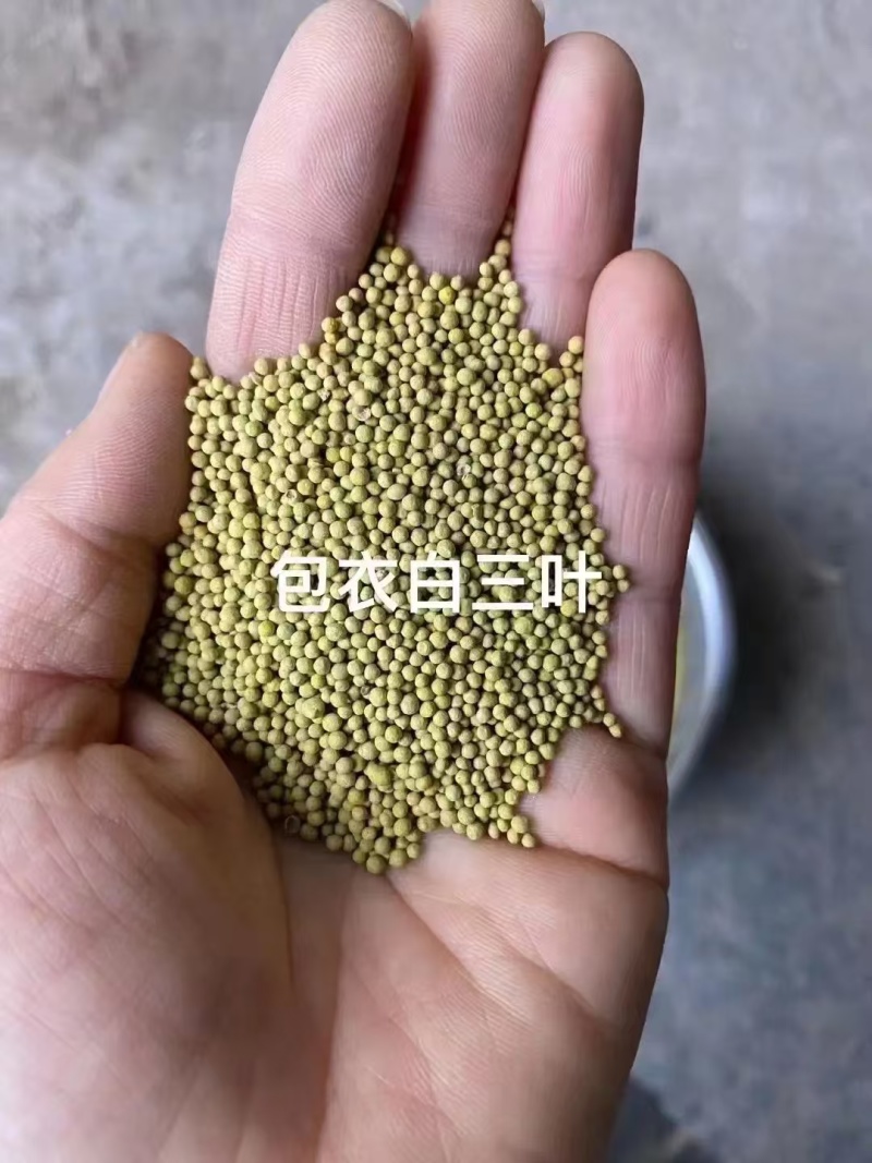 白三叶种子四季常青绿化草坪护坡果园控草全国包邮发货