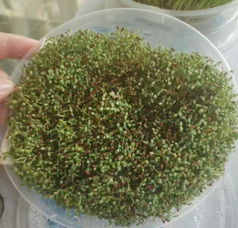 白三叶种子四季常青绿化草坪护坡果园控草全国包邮发货