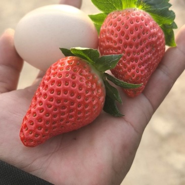 大凉山优质草莓。日照充足。口感香甜需要的联系