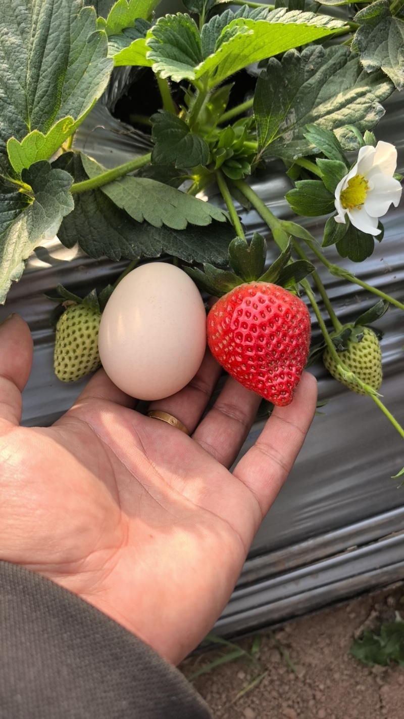 大凉山优质草莓。日照充足。口感香甜需要的联系