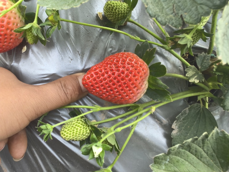 大凉山优质草莓。日照充足。口感香甜需要的联系