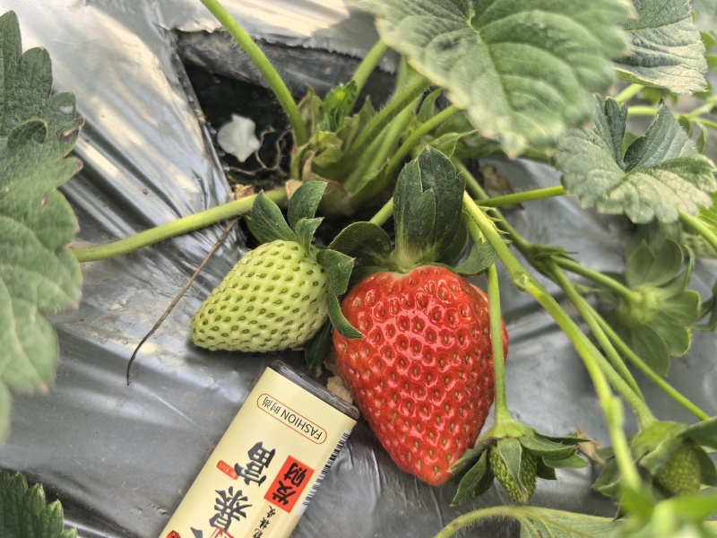 大凉山优质草莓。日照充足。口感香甜需要的联系