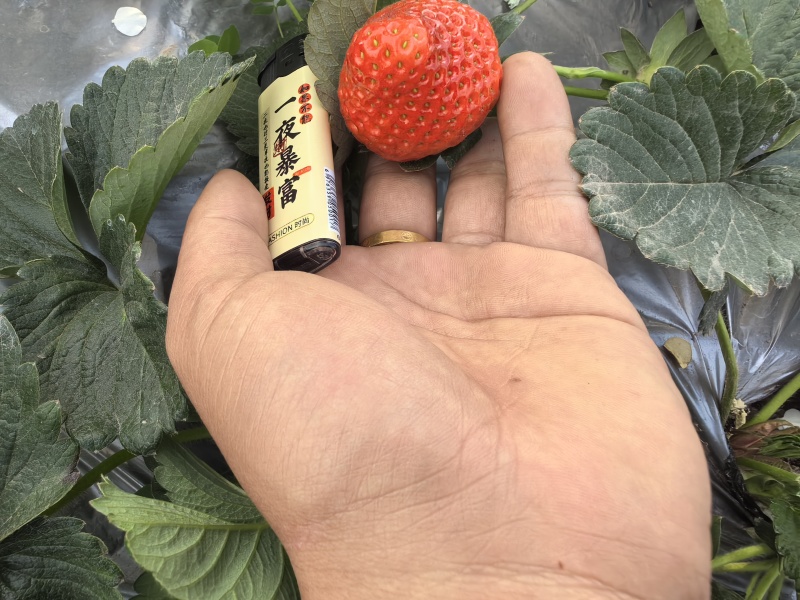 大凉山优质草莓。日照充足。口感香甜需要的联系