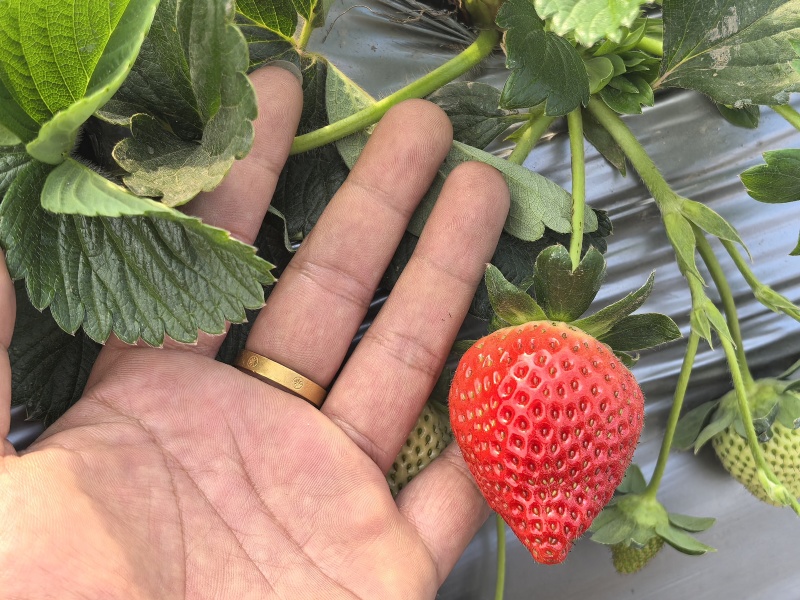 大凉山优质草莓。日照充足。口感香甜需要的联系