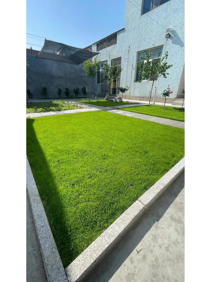 精品进口剪股颖草坪种子匍匐细弱型庭院别墅绿化工程