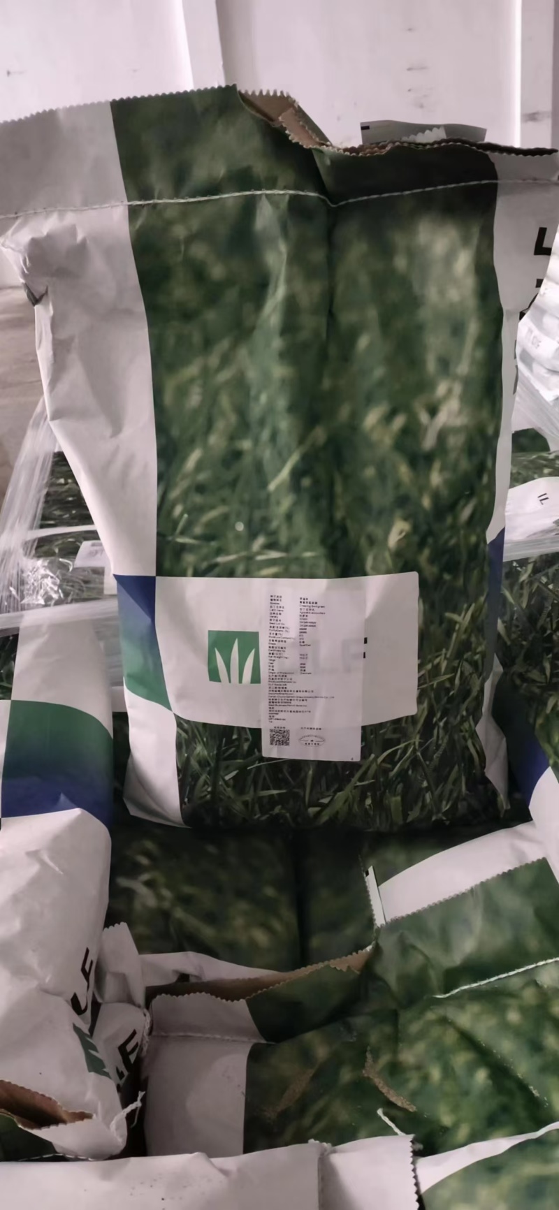 精品进口剪股颖草坪种子匍匐细弱型庭院别墅绿化工程
