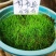 精品进口剪股颖草坪种子匍匐细弱型庭院别墅绿化工程