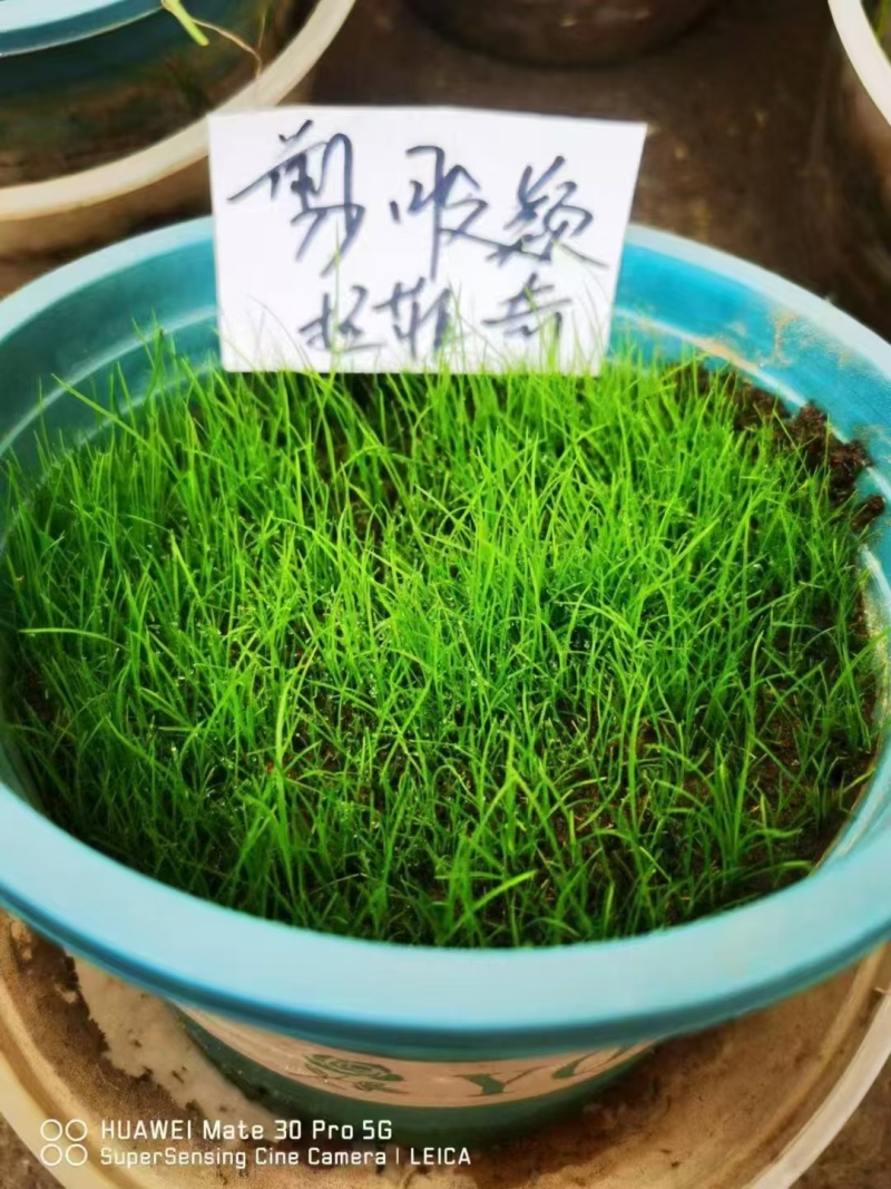 精品进口剪股颖草坪种子匍匐细弱型庭院别墅绿化工程