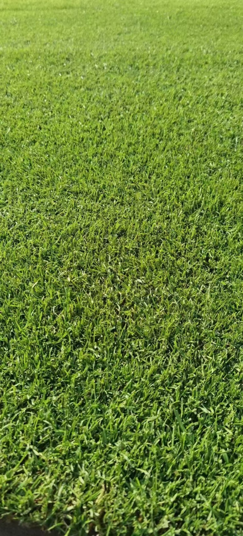 精品进口剪股颖草坪种子匍匐细弱型庭院别墅绿化工程