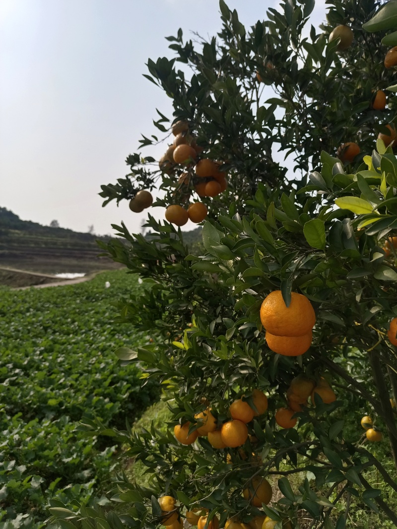 四川柑橘柑桔碰柑皮薄大量有现货基地直销欢迎老板致电详谈