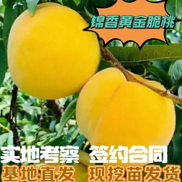 锦香黄金脆冠桃，树苗，基地直发，包成活，包品种，