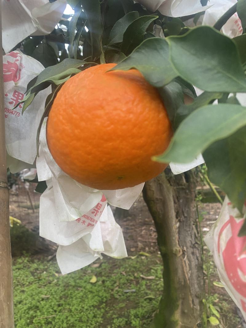 爱媛38号果冻橙，一手货源，酸甜可口，可视频看货