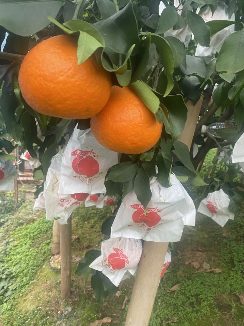 爱媛38号果冻橙，一手货源，酸甜可口，可视频看货