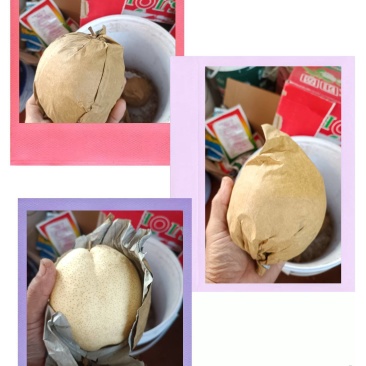 好吃的山农酥梨！
