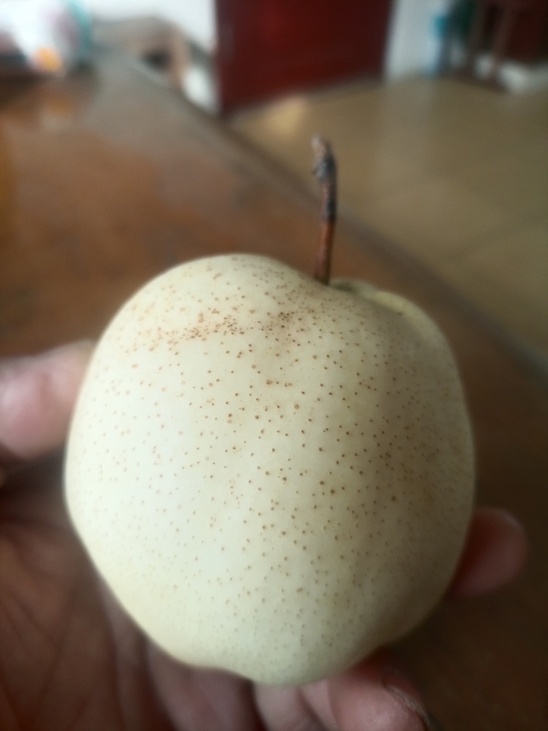 好吃的山农酥梨！