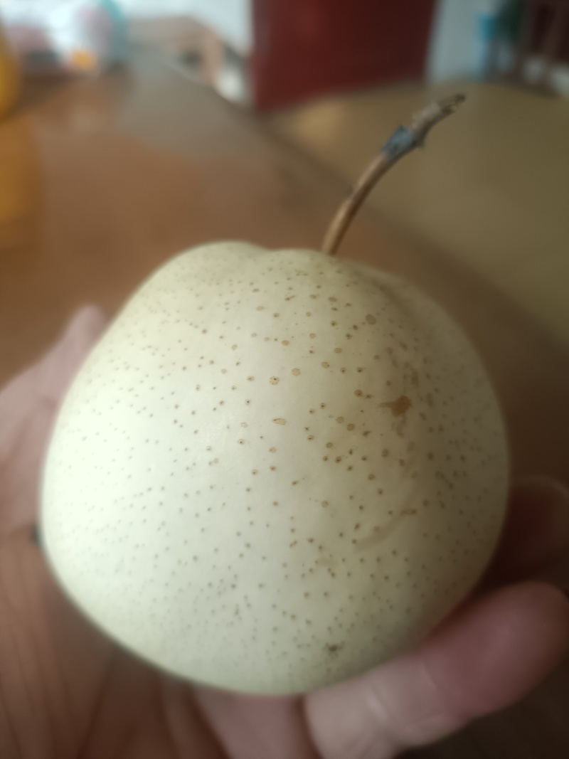 好吃的山农酥梨！