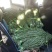 云南大理贡菜产区需要联系产地直发脆嘎嘎脆