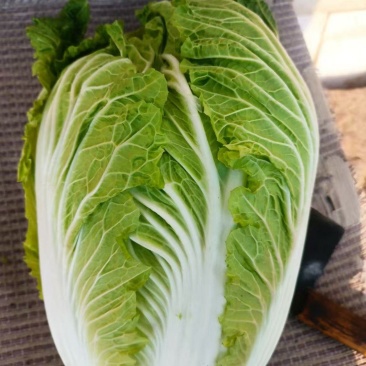 【精品】河南禹州翡翠黄心白菜一手货源对接商超社区团购