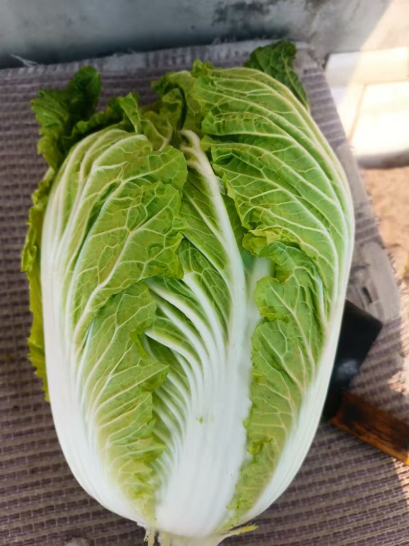 【精品】河南禹州翡翠黄心白菜一手货源对接商超社区团购
