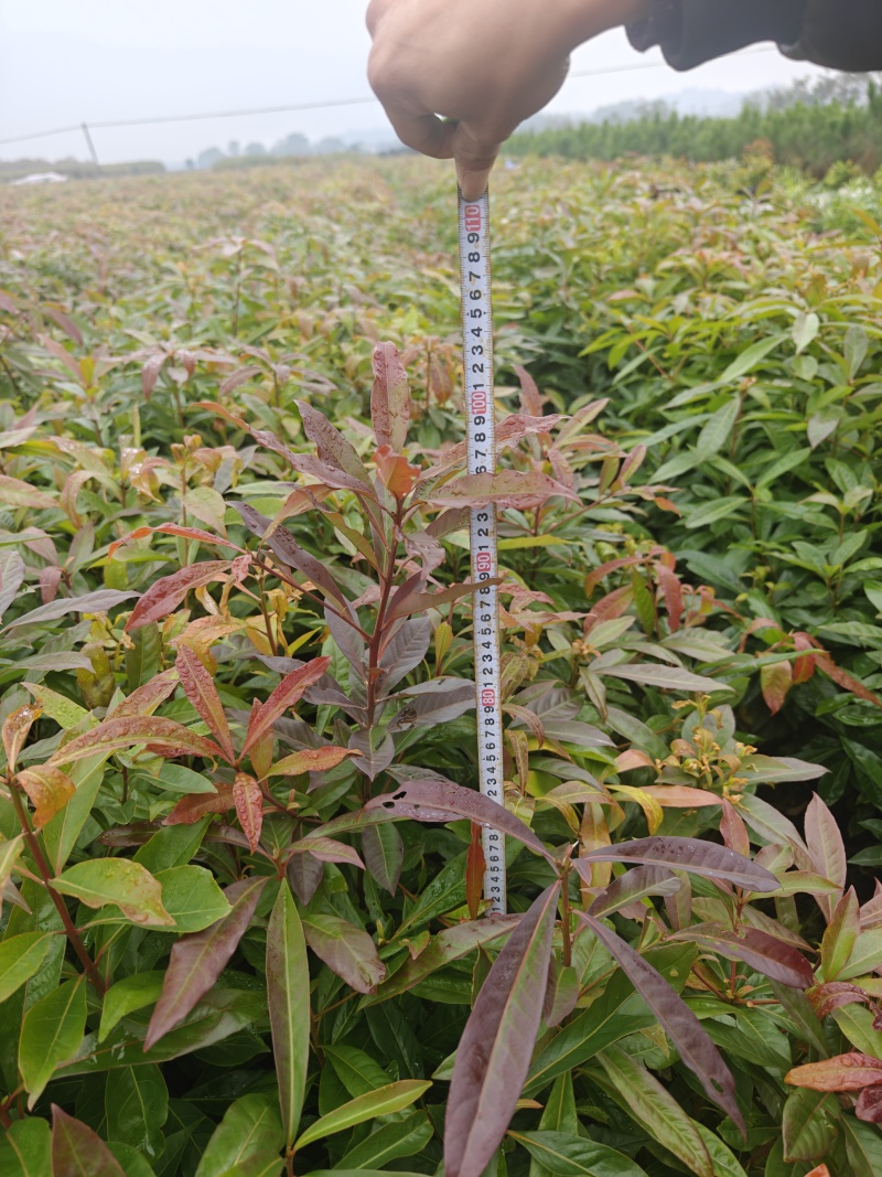 木荷杯苗大量现货供应，规格齐全，可视频看货对接全国客商