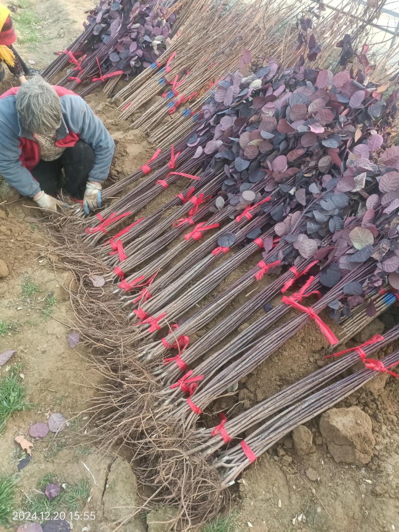 美国红栌精品小叶扦插苗基地一手货源品种纯正