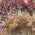 美国红栌精品小叶扦插苗基地一手货源品种纯正
