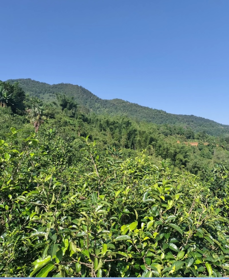 云南正宗普洱茶，都是自然生在山林上，欢迎咨询