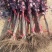 美国红栌精品小叶扦插苗基地一手货源品种纯正