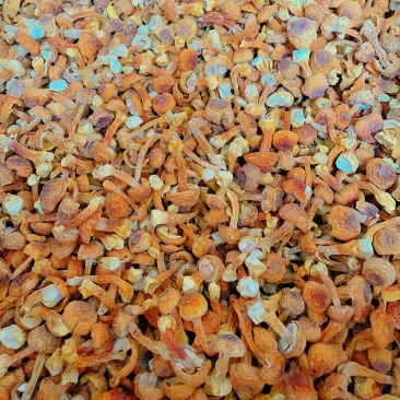 云南精选姬松茸量大从优质量保证诚信经营欢迎咨询
