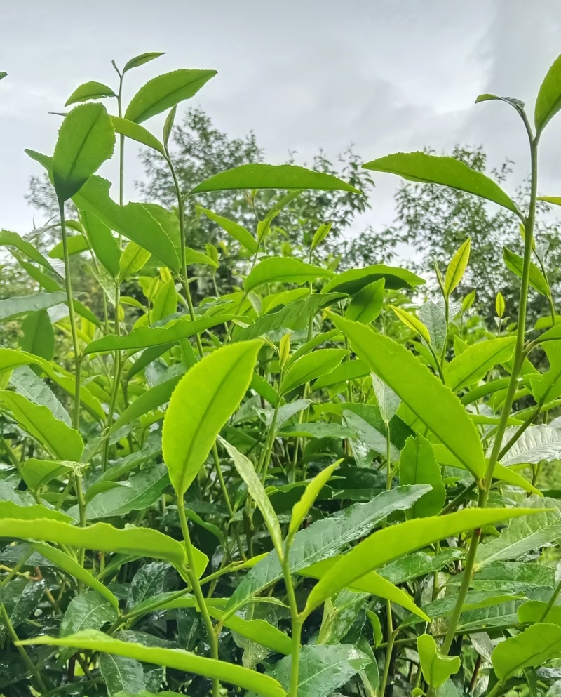 云南正宗普洱茶，都是自然生在山林上，欢迎咨询