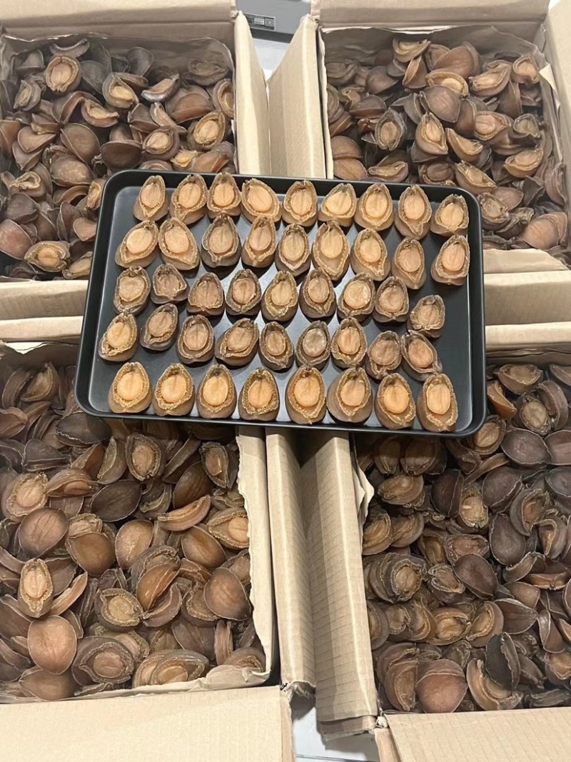 南非吉品鲍鱼溏心干鲍鱼口感软糯足干批发价格送礼鲍鱼