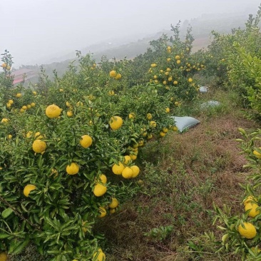 黄金贡柚苗，象山青苗，春香柚苗，