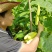 正宗脆黄瓜皮1斤咸菜下饭菜老黄瓜皮广西钦州【量大优惠】