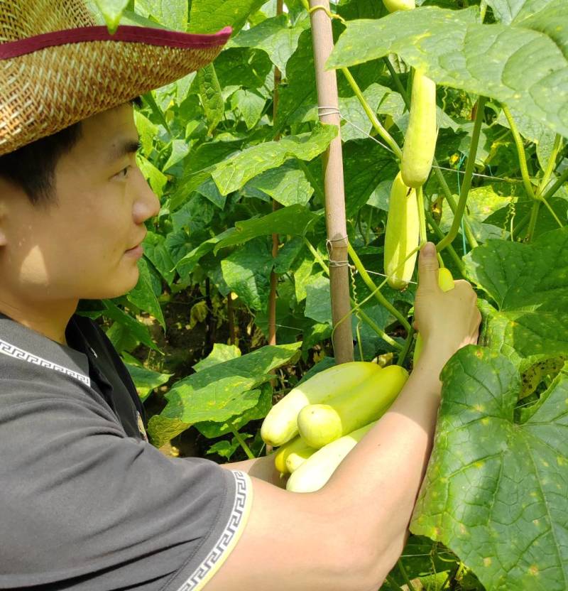 正宗脆黄瓜皮1斤咸菜下饭菜老黄瓜皮广西钦州【量大优惠】