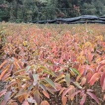 山乌桕袋苗
