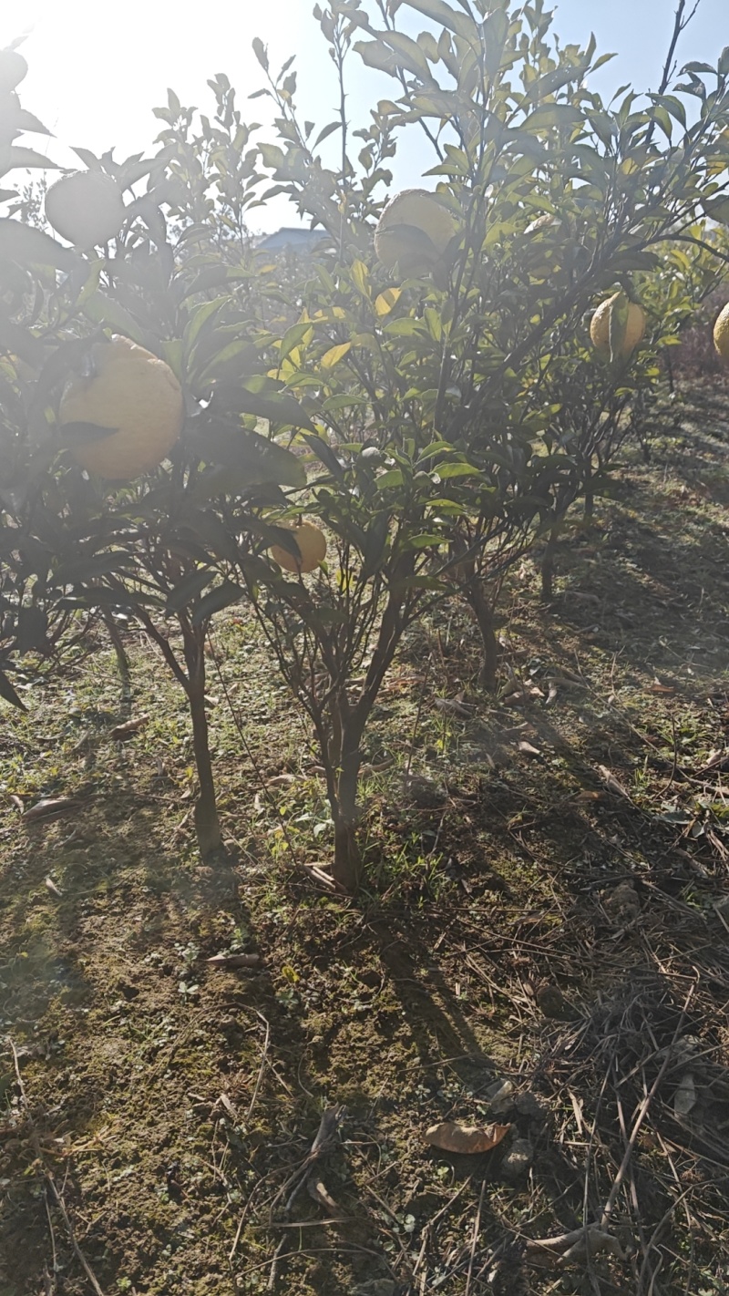 黄金贡柚苗，象山青苗，春香柚苗，
