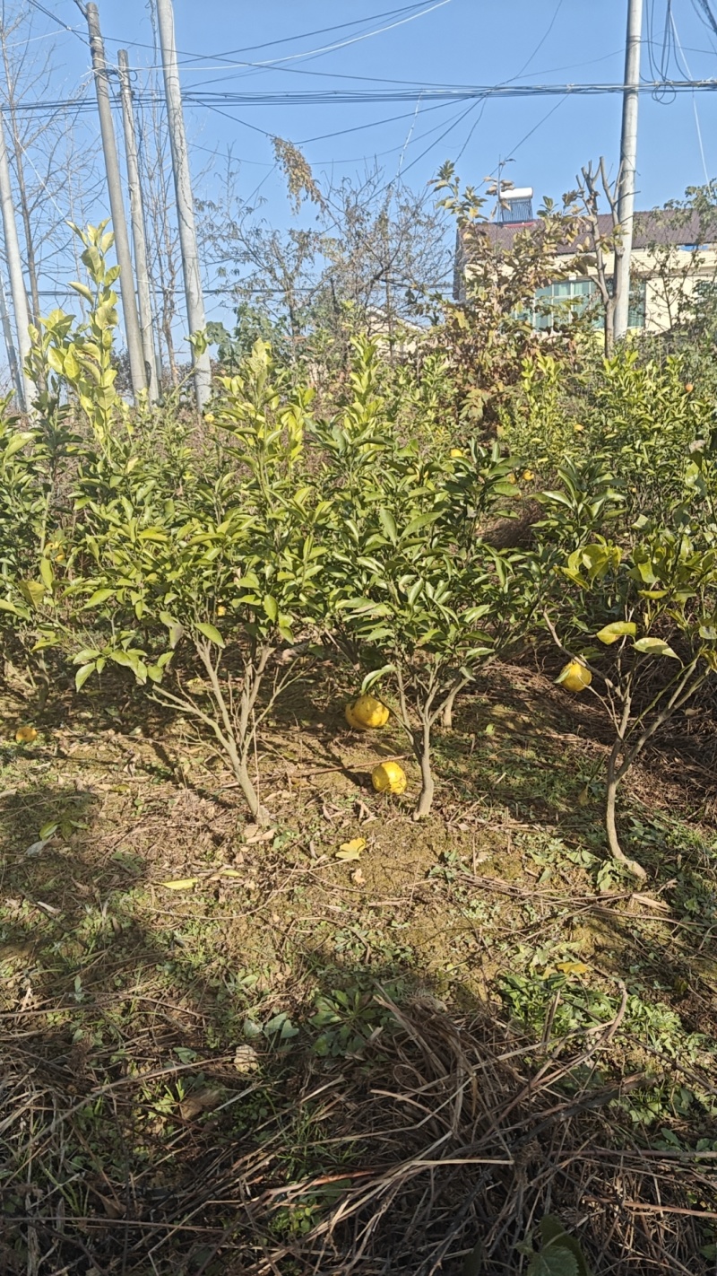 黄金贡柚苗，象山青苗，春香柚苗，