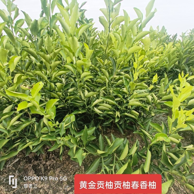 黄金贡柚苗，象山青苗，春香柚苗，