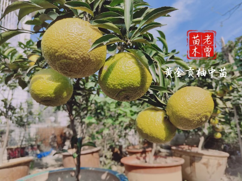 黄金贡柚苗，象山青苗，春香柚苗，