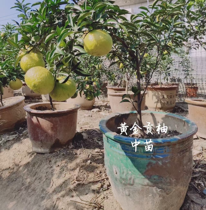 黄金贡柚苗，象山青苗，春香柚苗，