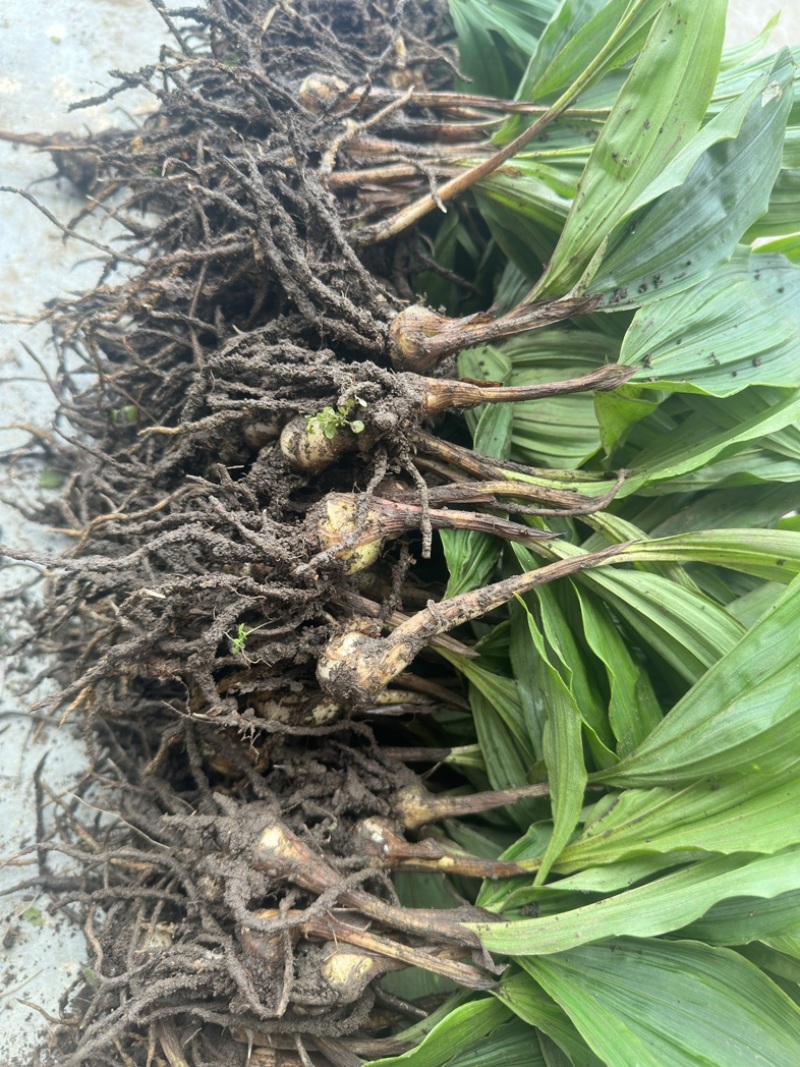 毛慈姑花芽苗
